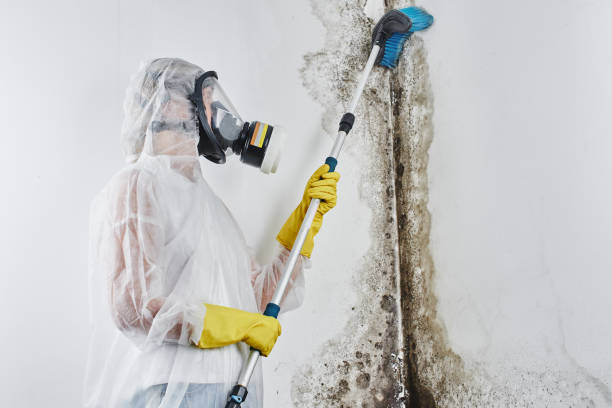 Best Emergency Mold Remediation in Bemiss, GA